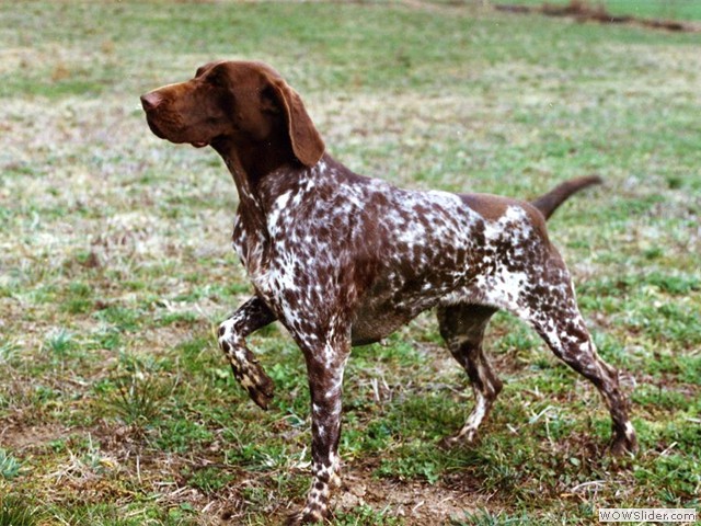 german shorthaired pointer puppies near me